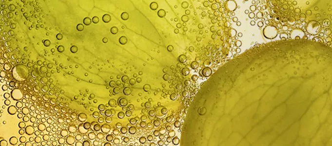 Grape Seed Extract